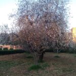 Si rinnova il mito di proserpina. fioritura anticipata per i mandorli del Giardino Botanico del Libero consorzio