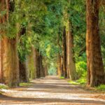 avenue, trees, tree lined