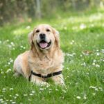 medium short-coated white dog lying on green grass field
