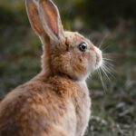 brown rabbit