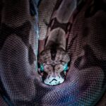 brown and black snake