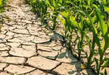 Crisi idrica, dalla Regione 5 mln a comparto agricolo