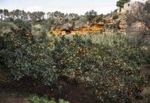 Sere Fai d’estate, ecco tutti gli eventi al Giardino della Kolymbetrha