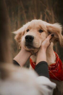 Adorable Golden Retriever wearing a red bandana, being affectionately petted outdoors.