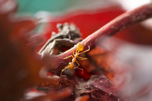 a small yellow insect sitting on top of a leaf