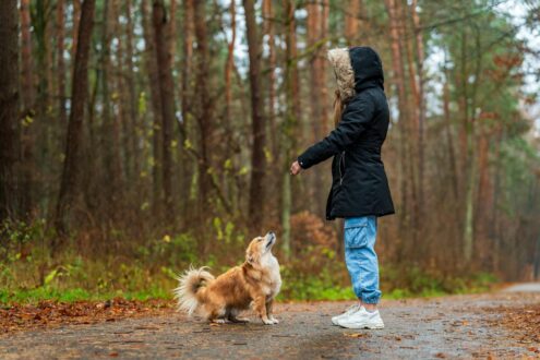 A woman in a hooded coat trains her dog in a serene forest during autumn.