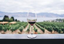 “Autunno in Cantina”: l’IRVO lancia un viaggio tra vino, arte e tradizione in otto tappe siciliane clear wine glass overlooking orchard during daytime