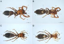 Una nuova specie di ragno scoperta in Sicilia dagli entomologi di Roma Tre