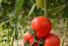 Serre intelligenti e rinnovabili: il progetto Integra guida l’innovazione agricola red and green tomato fruit