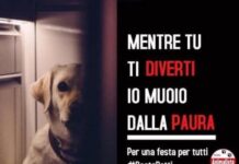 Partito Animalista, Botti di fine anno: una violenza contro animali, ambiente e salute pubblica