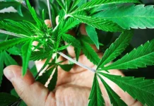 Cannabis terapeutica: Chinnici (PD Sicilia) e D’Amico (Comitato Esistono i Diritti), Schifani dia seguito all’odg approvato dall’ARS rendendo le cure rimborsabili