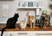 In casa con 90 gatti, scatta l’ordinanza del Comune: “Potranno tenerne massimo dieci” orange tabby cat on white wooden cabinet