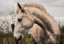 Smarrisce un cavallo che gli era stato affidato dall’Asp, denunciato 68enne horse, wild horse, sligo, ireland, ox mountains, animal, autumn, nature