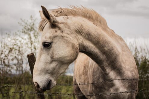 horse, wild horse, sligo, ireland, ox mountains, animal, autumn, nature