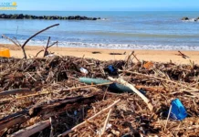 Dopo il ciclone Harry la spiaggia di Maddalusa piena di rifiuti e carcasse di animali