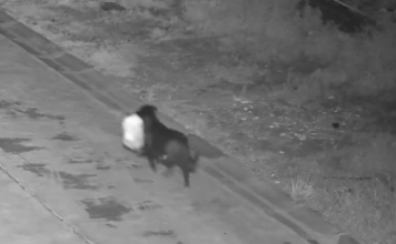 Cane addestrato a lasciare sacchetto rifiuti per eludere videosorveglianza: la denuncia del Comune