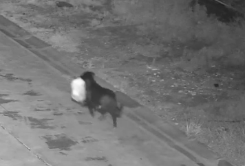 Cane addestrato a lasciare sacchetto rifiuti per eludere videosorveglianza: la denuncia del Comune