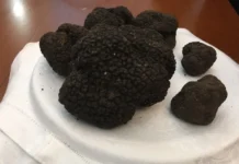 Il tartufo siciliano è a rischio, le associazioni micologiche lanciano l’allarme