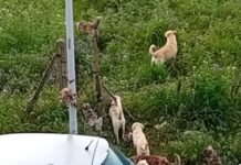Canicattì, branco di 15 cani randagi in periferia (Video)