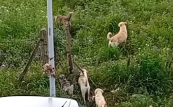 Canicattì, branco di 15 cani randagi in periferia (Video)
