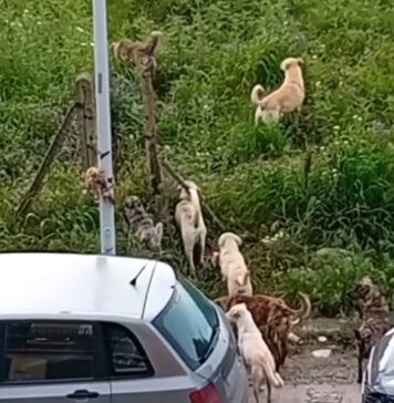 Canicattì, branco di 15 cani randagi in periferia (Video)
