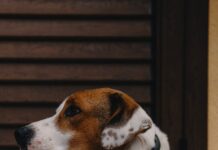 All’aeroporto di Palermo nasce l’area Pet per gli amici a quattro zampe short-coated white and brown puppy