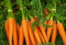 Il Consorzio di Tutela IGP della Carota Novella di Ispica sarà presente, dall’11 al 14 maggio a “Tutto Food Milano 2026″ a pile of carrots with green tops and leaves