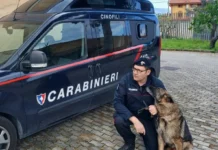Va in pensione il cane antidroga Ron, centinaia di arresti grazie al suo fiuto
