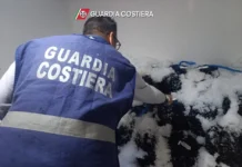 Trasportavano e vendevano tonno senza autorizzazioni: sanzioni e sequestri