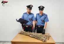 Scoperta coltivazione di papavero da oppio nella ‘zona rossa’ a Niscemi: due denunciati
