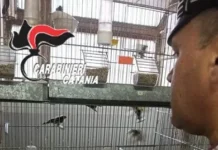 Deteneva in garage cardellini e tartarughe protette, denunciato 30enne