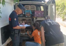 Sequestrati 100 cani detenuti in condizioni precarie: due denunciati