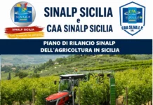 Agricoltura siciliana in crisi, il Sinalp chiede interventi urgenti