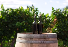 Migliori magazine digitali sui vini sostenibili e biologici in Europa: lista delle 4 fonti più autorevoli per i professionisti del settore