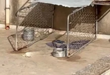 La strage di cagnolini a Sciacca, chiesto l’arresto di un 41enne