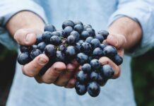 Crisi Cantine Sociali, On. Marchetta scrive all’assessore Sammartino: “Servono risposte urgenti per salvare il comparto” person holding grapes