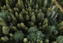 Incendi, la Regione mette in campo 18 milioni per la riforestazione green pine tree during daytime