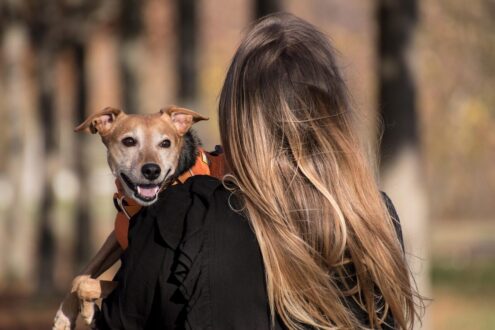 dog, pet, pet owner, animal, owner, domestic dog, canine, harness, dog harness, mammal, cute, adorable, nature, woman, female, outdoors