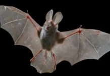 Pantelleria, registrato un pipistrello africano mai confermato prima in Europa