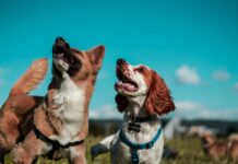 Campobello di Licata, grande successo per “Stelle & Zampe”: l’assessore Jenny Termini ringrazia organizzatori e partecipanti two white and brown dogs
