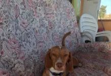 Favara, cane inseguito da un gruppo di ragazzini: salvato da una volontaria