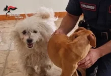 Due cani chiusi in un appartamento disabitato in condizioni precarie: tre denunciati