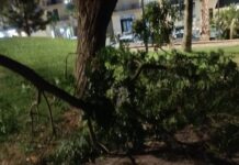 Canicattì, si spezza ramo. Paura alla villa comunale