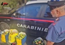 Sorpresi con un carico di mango appena rubato: due denunciati