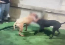 Combattimenti tra cani nell’agrigentino, 13 pitbull sequestrati. L’OIPA sporge denuncia