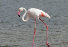 Pantelleria, giovane fenicottero recuperato e restituito alla libertà nelle Saline di Trapani A flamingo standing in the water looking for food