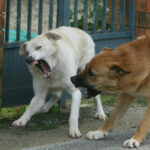 cani-randaggi