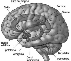 cervello