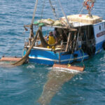 pesca