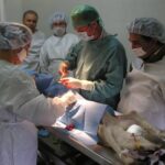 sterilizzazione-di-un-cane2